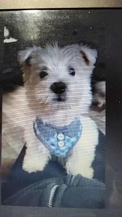 Wonderful Westies!, View more