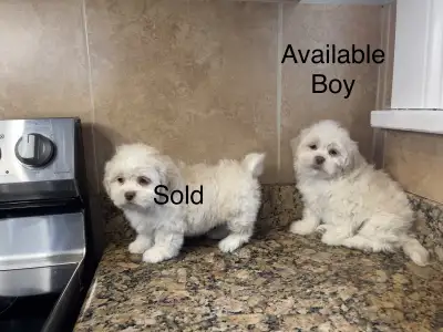 Bichon Frise x Shih-Tzu Puppies! READY NOW! SHICHON!, View more
