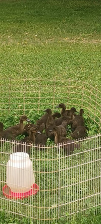 Coming soon ducklings and turkey chicks