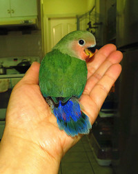 SUPER TAME handfed baby lovebird (peachface green)