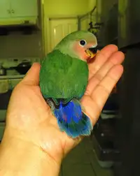 SUPER TAME baby lovebird (peaceface green)==ON HOLD