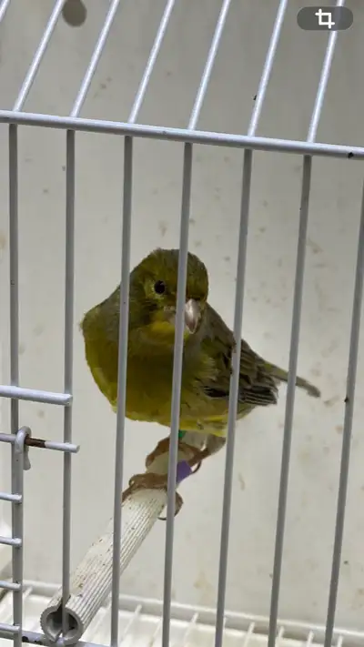 Canary timbrado male, View more