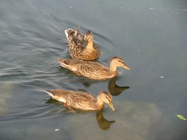 Senior lady with cane seeks ride to Barrie food bank THURS