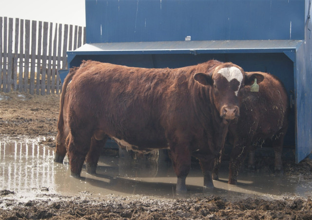 Red and Black Angus and SimAng Bulls for Sale in Livestock in Brandon - Image 2