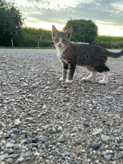 FREE KITTENS TO A GOOD HOME, View more