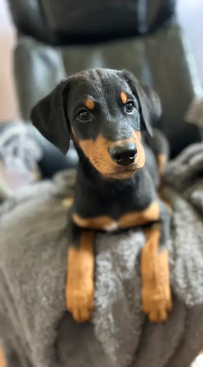 REMARKABLE DOBERMAN PUPPIES NOW READY TO GO! 90% Doberman 10% Boxer Males & Females to choose from....