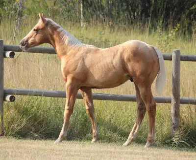 Lot 49 He sells October 10 in Stavely, AB at the Highwood Select Sale Barbie’s Dream Horse! Jennings...