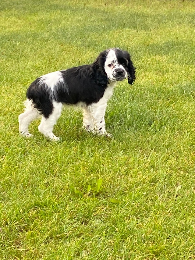 Cocker Spaniel puppy Dogs & Puppies for Rehoming Grande Prairie