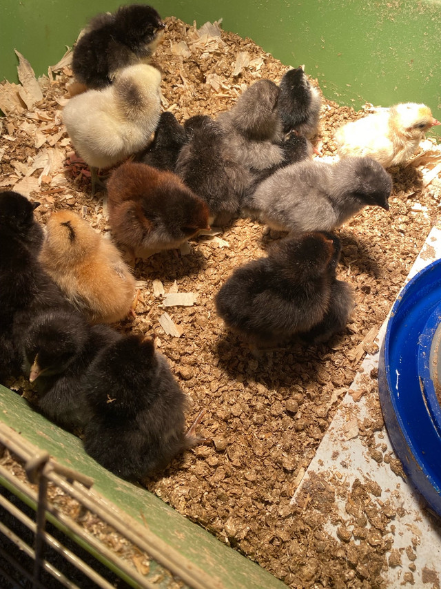 Layer chicks in Livestock in Oshawa / Durham Region