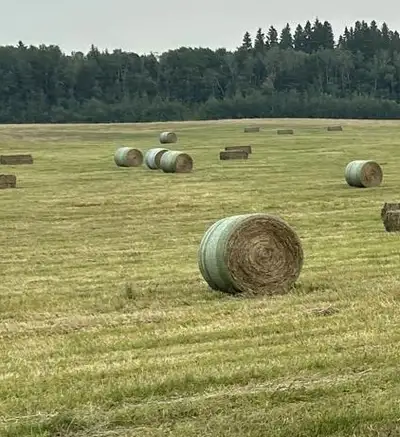 Timothy hay for sale, View more