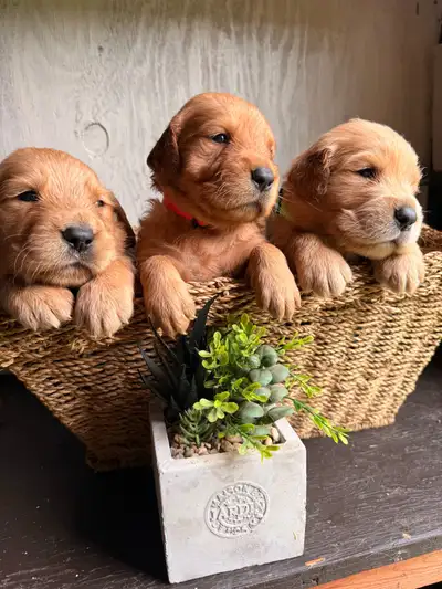 Golden Retriever Puppies, View more