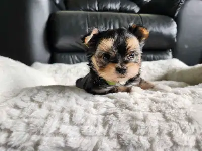 Yorkshire Terrier Puppies! One TINY boy left!, View more