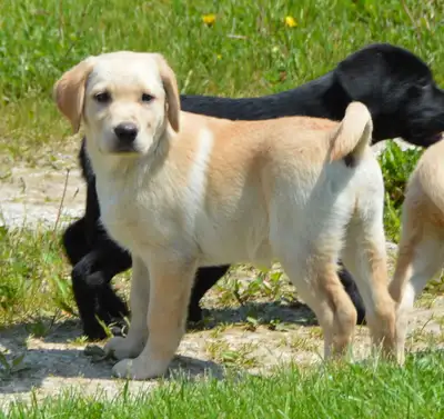 CKC Reg"d Labrador Retriever Puppies, View more
