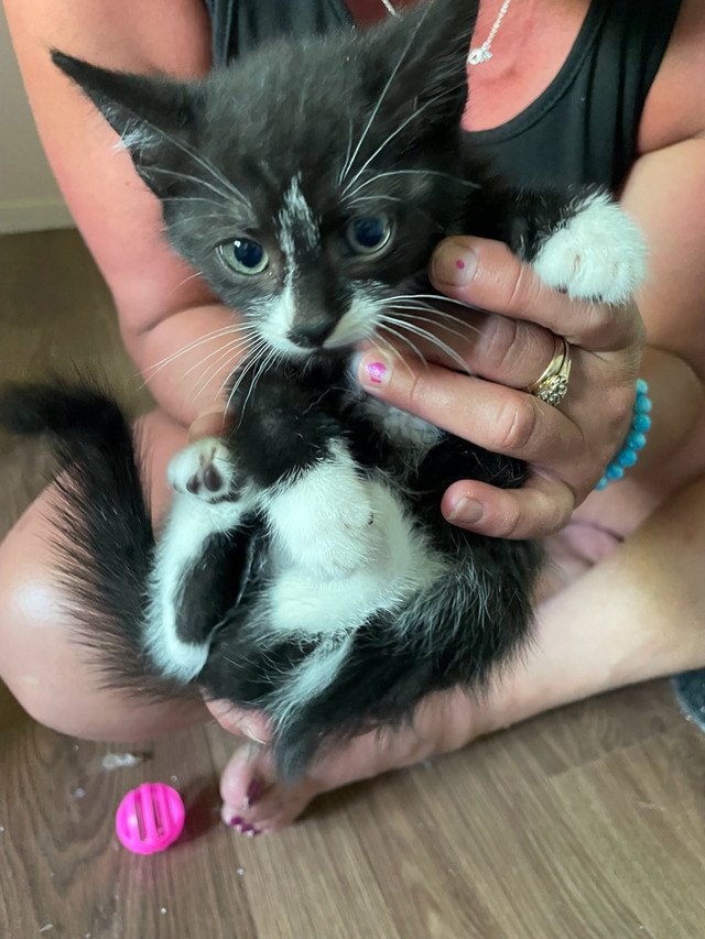 rescue kittens ready for new homes  in Cats & Kittens for Rehoming in Moncton - Image 2