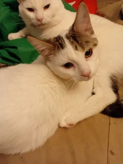 ONLY 2 TURKISH VANS AND ONE ABYSSINIAN MIX. $185. & $225., View more