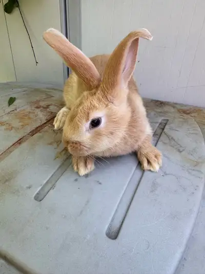 Flemish giant Rabbits , View more