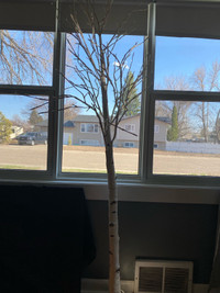  Indoor  decor birch tree