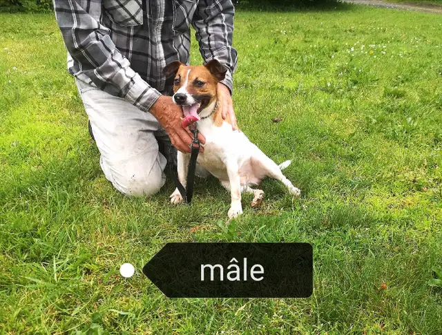 Jack Russell mâle adulte à vendre in Dogs & Puppies for Rehoming in Longueuil / South Shore - Image 5