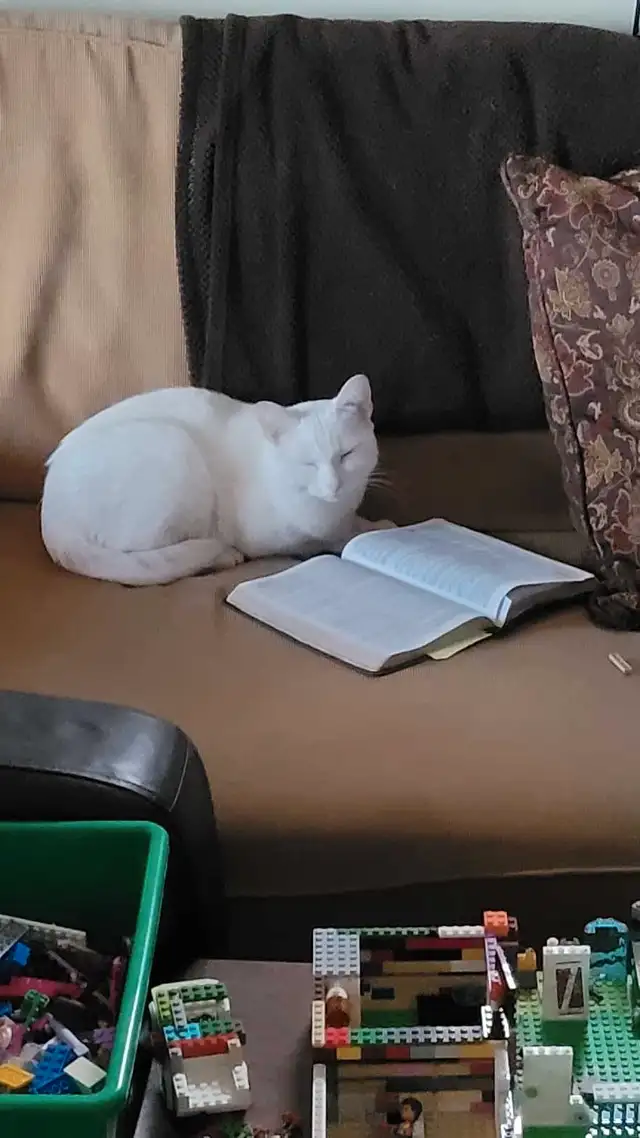 White Cat in Cats & Kittens for Rehoming in Truro - Image 3