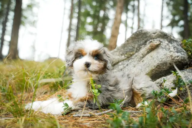 Mini Aussiedoodle Puppies in Dogs & Puppies for Rehoming in Victoria - Image 2