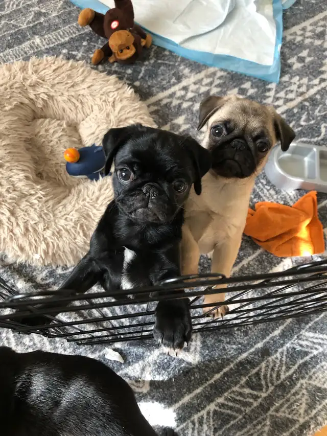 Cutest Purebred Pug Puppies in Dogs & Puppies for Rehoming in City of Toronto - Image 7
