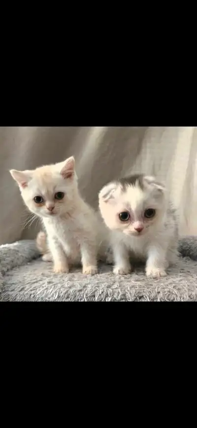 Purebred Scottish fold and Scottish straight kittens, View more
