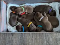 Adorable Purebred Chocolate Lab Puppies