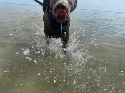 Silver Lab/Weimaraner Mix, View more