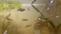 Endlers Guppies