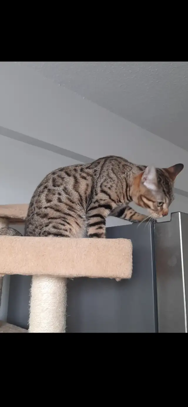 Bengals Purs ❤ in Cats & Kittens for Rehoming in City of Montréal - Image 8