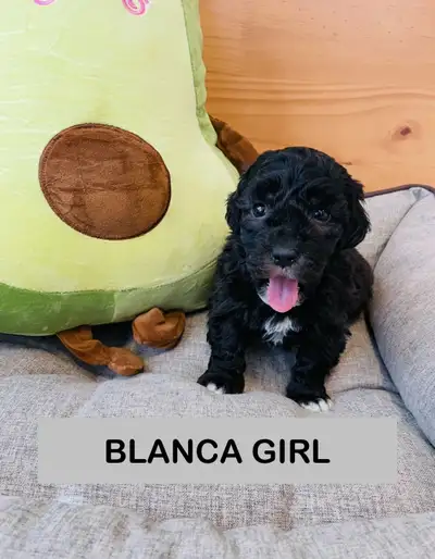 2 LBS Maltipoo puppy Girl 705-242-6700, View more