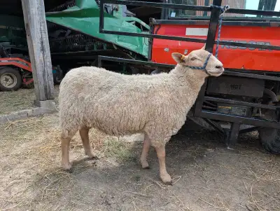 2 ewes Tunis x, View more