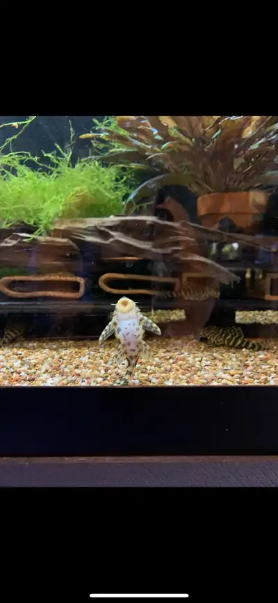 L134 Pleco Colony - Adults , View more