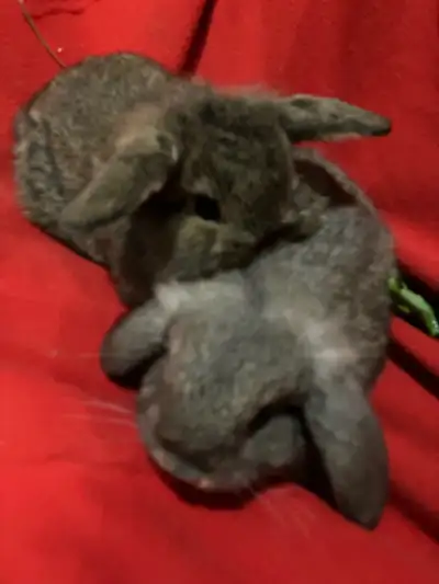 Dwarf lion lop baby bunny rabbits, View more