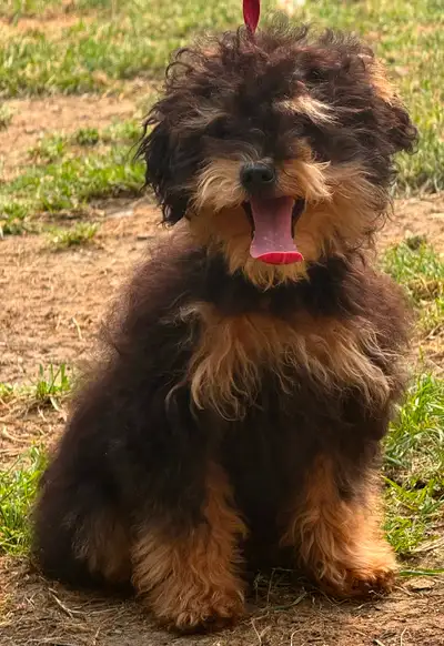Toy Yaussiepoos - Yorkiepoo x Aussiedoodle, View more