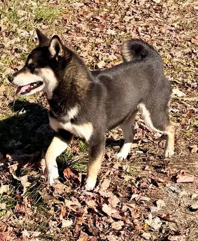 Petite Shiba Inu (petit standard), View more