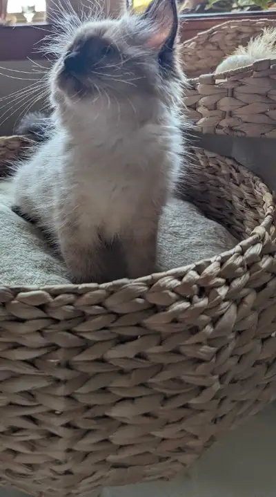 Ragdoll female kitten Tica registered , View more