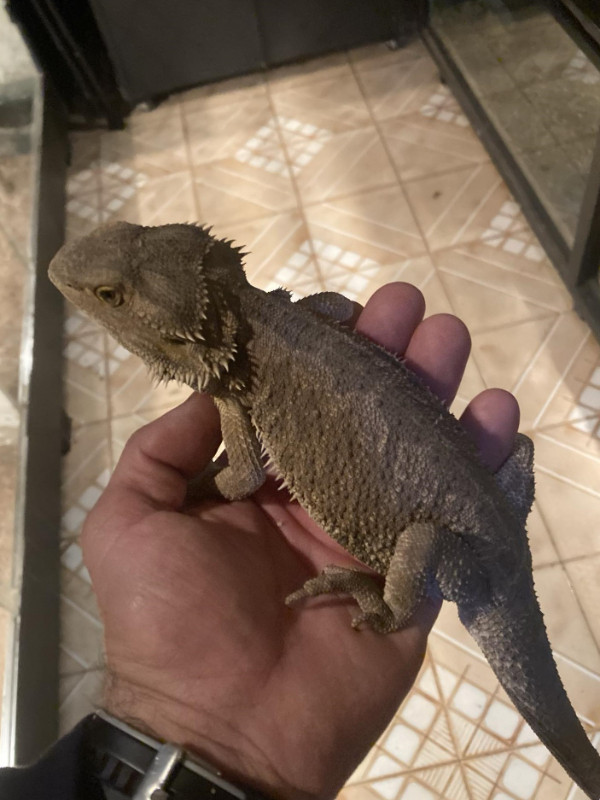 Sub-Adult Bearded Dragons for Adoption in Reptiles & Amphibians for Rehoming in Burnaby/New Westminster - Image 2