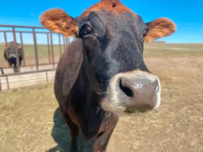 Chloe, is a friendly halter broke Jersey 1/2/Angus 1/2 cross. 4 yrs old. She is vet checked to calve...