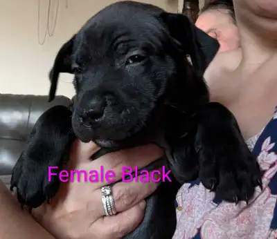 Cane Corso x, View more