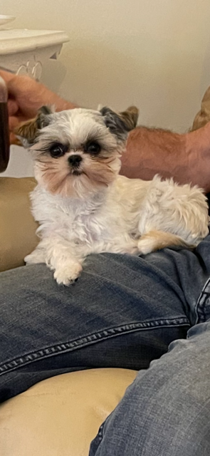 Shih tzu miniature, View more