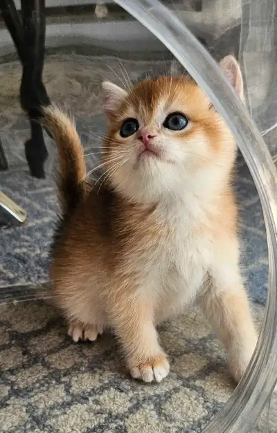 Adorable purebred British shorthair kittens available , View more