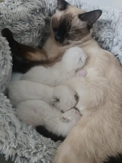 Mekong Bobtail (uniqe - short tail )kittens available, View more