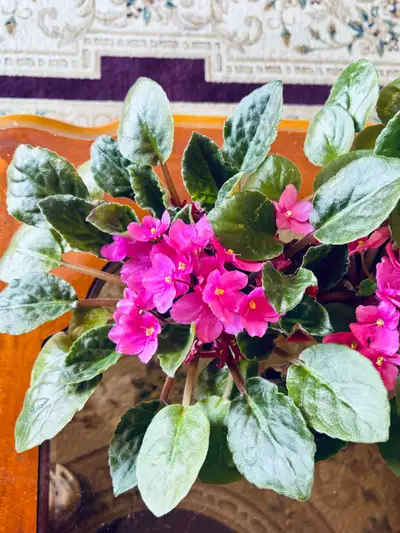African violets are small houseplants that grow well in average house temperatures, flowering almost...