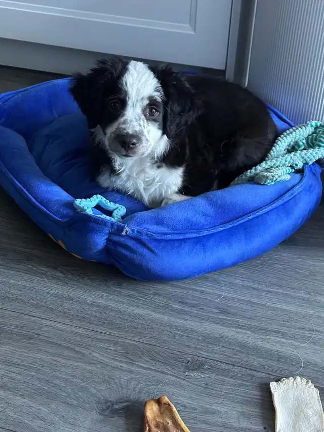 Miniature Australian Shepherd puppies in Dogs & Puppies for Rehoming in Ottawa - Image 8
