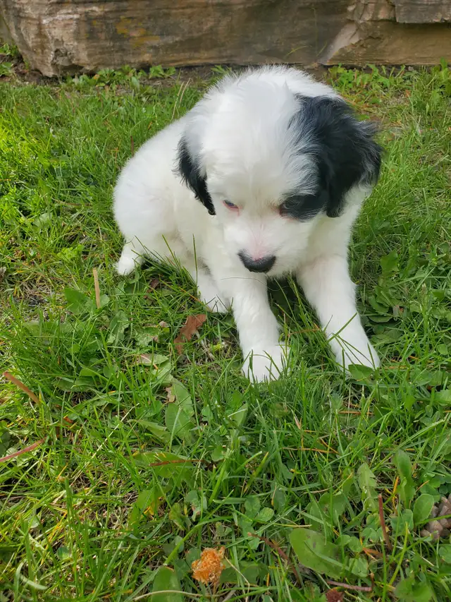 Miniature Bernedoodle in Dogs & Puppies for Rehoming in Oshawa / Durham Region - Image 3