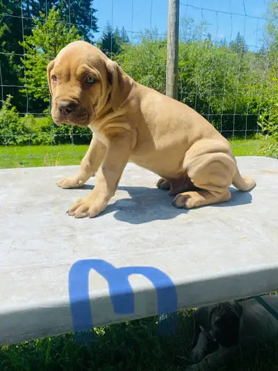 Boerboel pups, View more