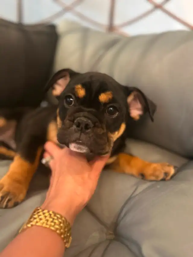 Beautiful micro English bulldog in Dogs & Puppies for Rehoming in Mississauga / Peel Region - Image 6