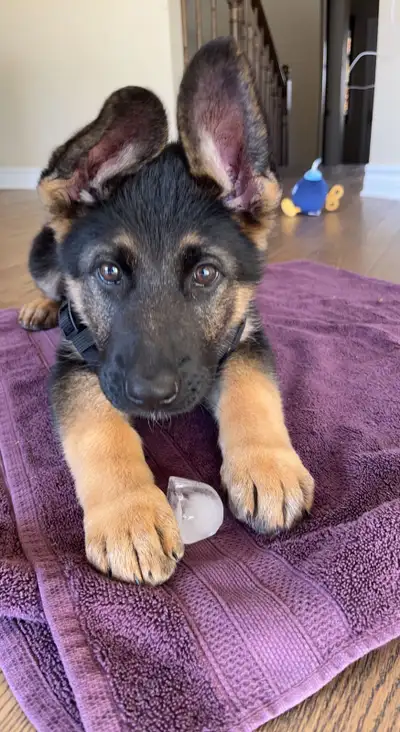 SMART, LOYAL SHEPHERD PUPS, View more