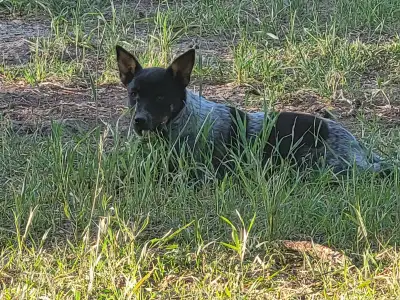 Blue Heeler puppies for Sale, View more